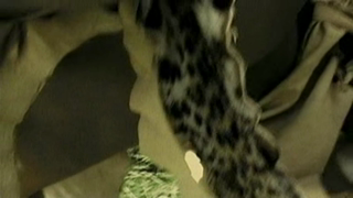 Amazone Sex (2002) сц 2.mp4