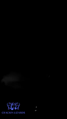 M-yZUeZgCjvYbs__.mp4